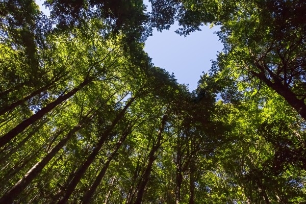 Image representing SUSTAINABILITY